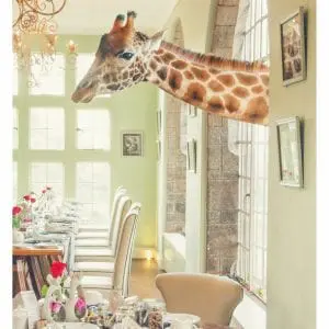 Artistic colour photo print of a giraffe poking its head through the window during breakfast time at Giraffe Manor, Nairobi, Kenya.