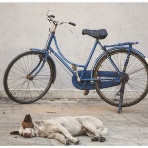 Artistic colour photo print of a sleeping dog and bike in Pondicherry, India.