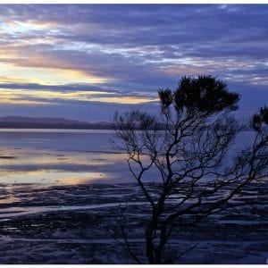 Artistic colour photo print of a tree silhouette at dusk in Clarks Beach, New Zealand.