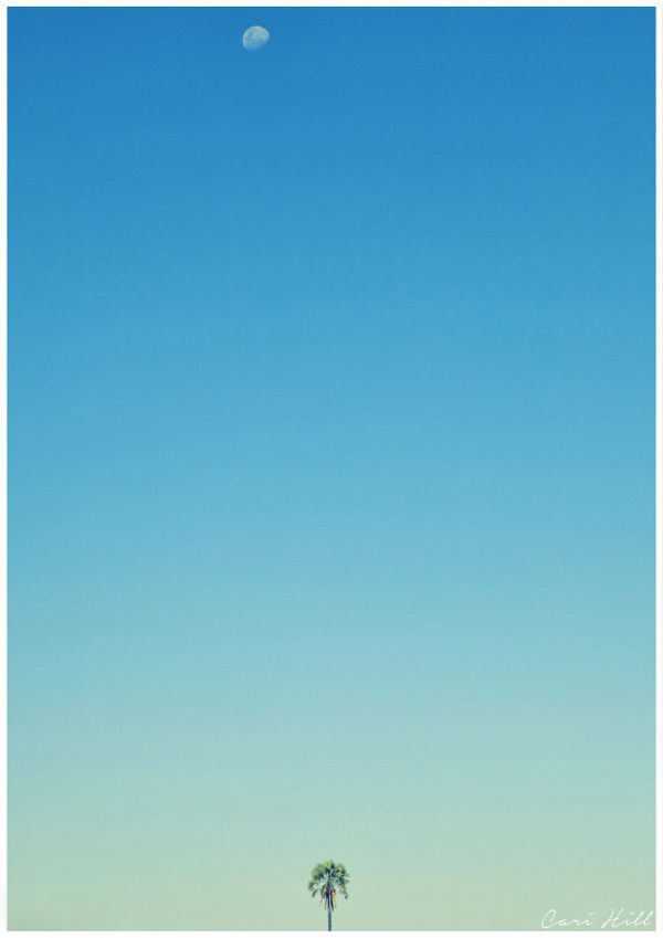 Artistic colour photo print of a palm tree and the moon against a vast blue sky in Botswana.